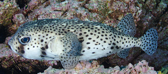 Chilomycterus reticulatus_03.jpg